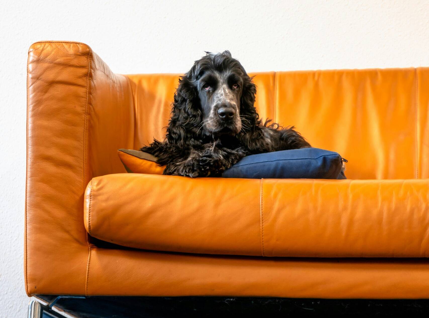 Pet Sitting Professionale