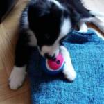 Cane cucciolo con pallina