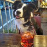 Border Collie seduta al bar