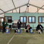 Dog Balance - Podio